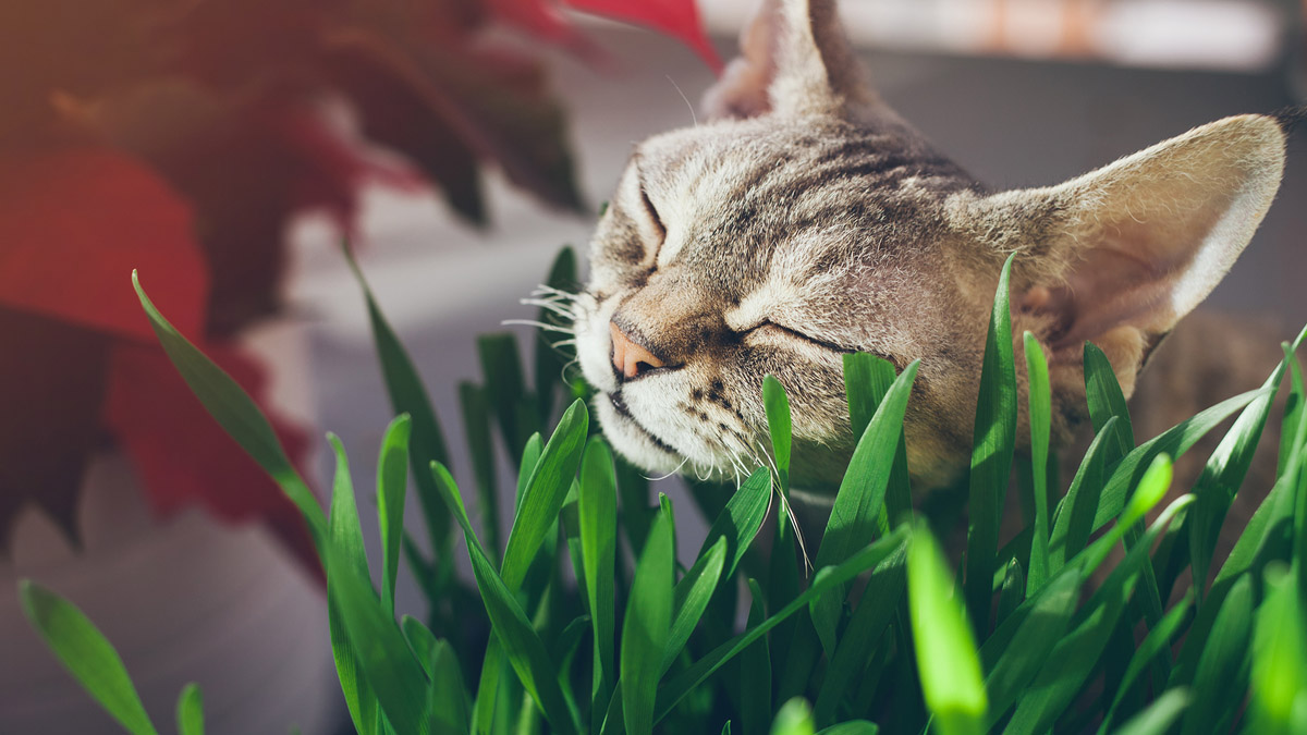 Нужно ли давать траву кошкам?